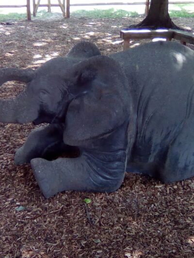 Elephant Park - Wyndmoor, PA