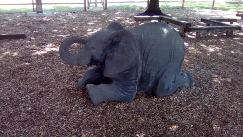 Elephant Park - Wyndmoor, PA