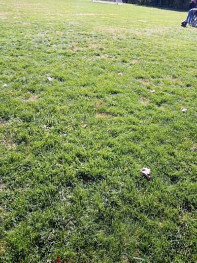 Laurel Beech Park - Springfield Township Montco - Wyndmoor, PA