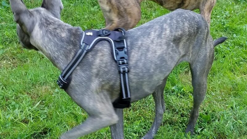 Mermaid Park - Springfield Township Montco - Wyndmoor, PA