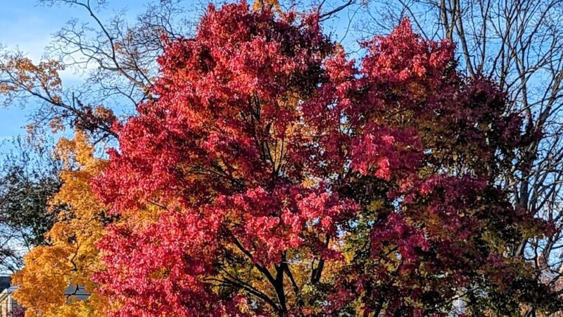 Mermaid Park - Springfield Township Montco - Wyndmoor, PA