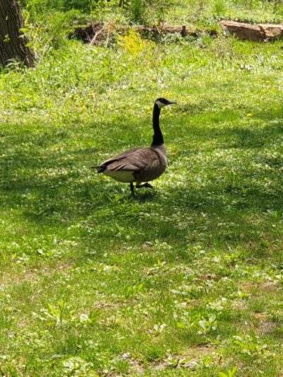 Shortridge Memorial Park - Wynnewood, PA