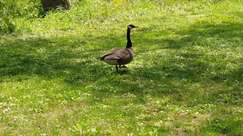 Shortridge Memorial Park - Wynnewood, PA