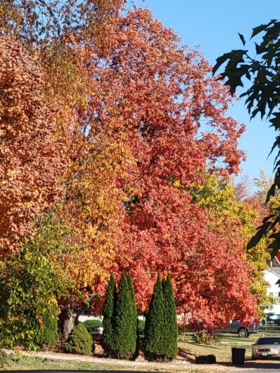 Thomas Park - Wyoming, IL