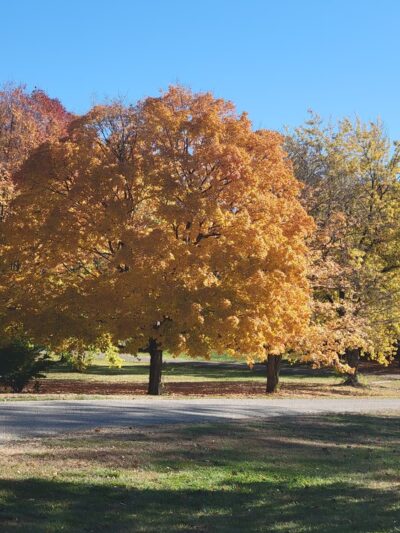 Thomas Park - Wyoming, IL