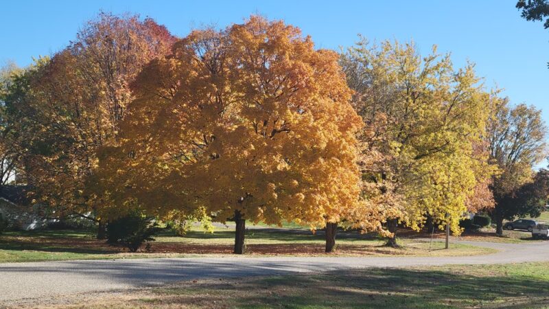 Thomas Park - Wyoming, IL