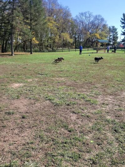 Scout Dog Park - Xenia, OH
