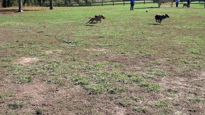 Scout Dog Park - Xenia, OH