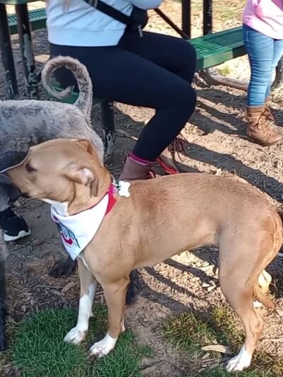 Scout Dog Park - Xenia, OH