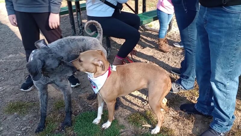 Scout Dog Park - Xenia, OH
