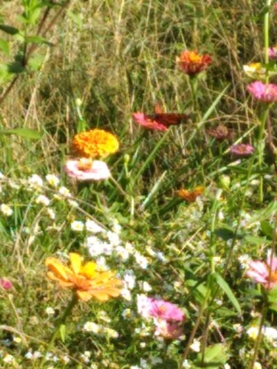 Yadkinville community park - Yadkinville, NC