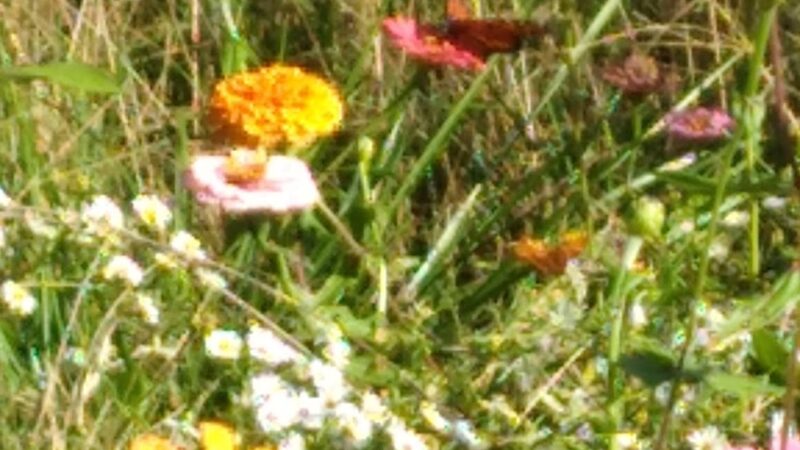 Yadkinville community park - Yadkinville, NC