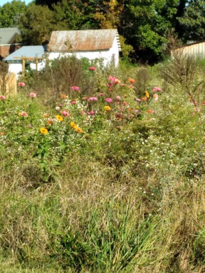 Yadkinville community park - Yadkinville, NC