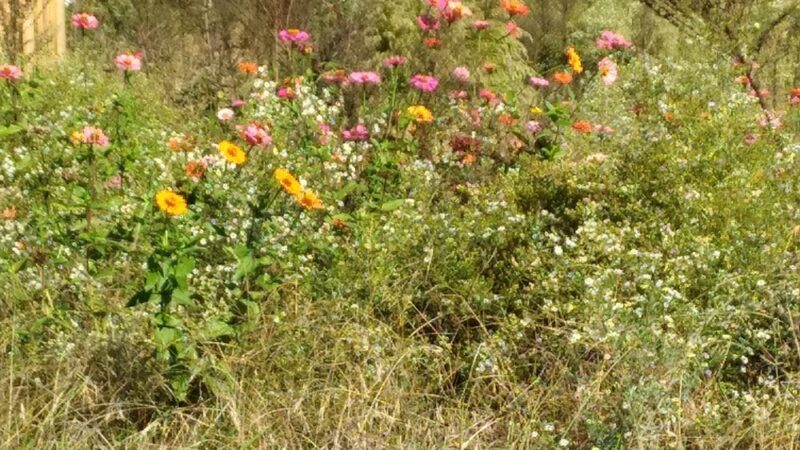Yadkinville community park - Yadkinville, NC