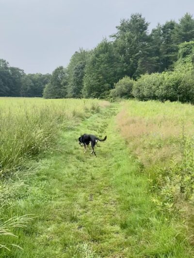 Fels-Groves Farm Preserve - Yarmouth, ME