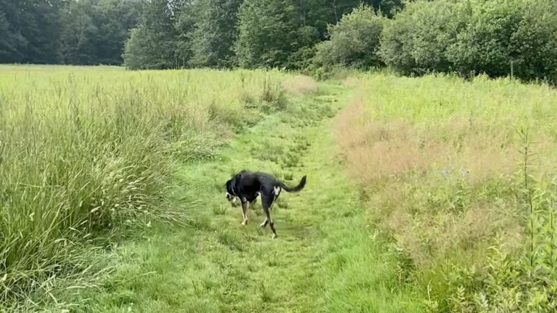 Fels-Groves Farm Preserve - Yarmouth, ME