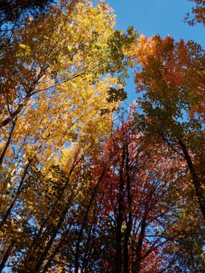 Fels-Groves Farm Preserve - Yarmouth, ME