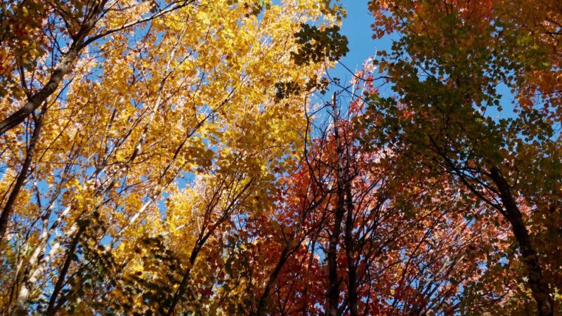 Fels-Groves Farm Preserve - Yarmouth, ME