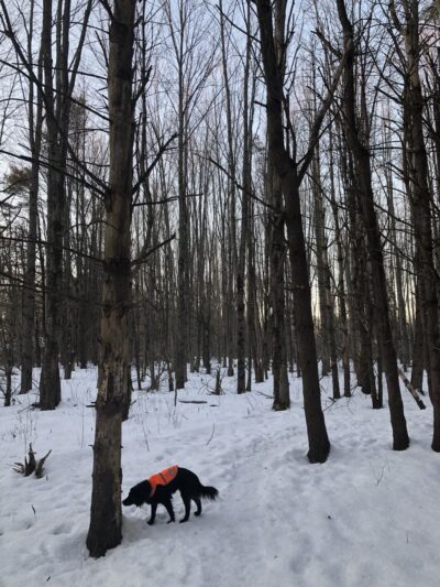 Fels-Groves Farm Preserve - Yarmouth, ME