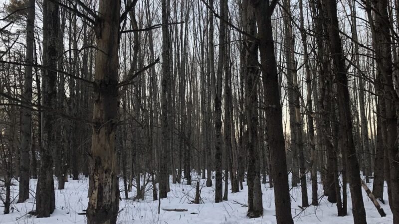 Fels-Groves Farm Preserve - Yarmouth, ME