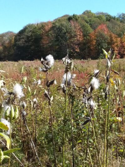Fels-Groves Farm Preserve - Yarmouth, ME