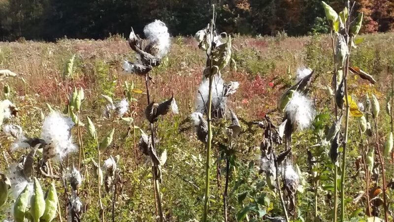 Fels-Groves Farm Preserve - Yarmouth, ME