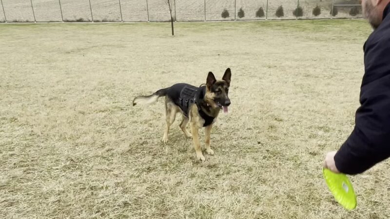 Yellow Springs Dog Park - Yellow Springs, OH