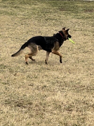 Yellow Springs Dog Park - Yellow Springs, OH