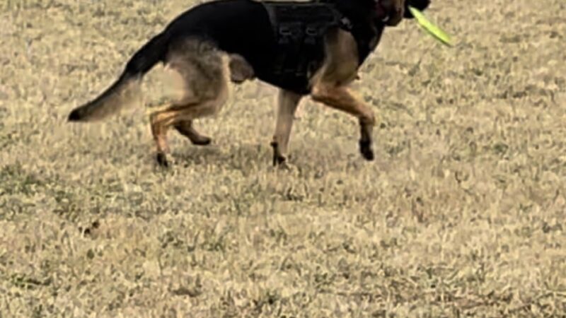 Yellow Springs Dog Park - Yellow Springs, OH