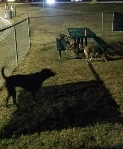 Dog Park at Love's Travel Stops - Yemassee, SC