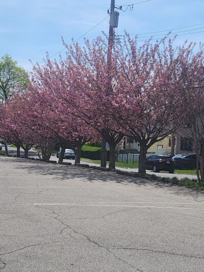 Bregano Park - Yonkers, NY