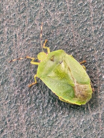 CHARLES BROWN PARK - Yorktown, VA