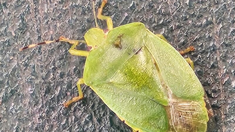 CHARLES BROWN PARK - Yorktown, VA