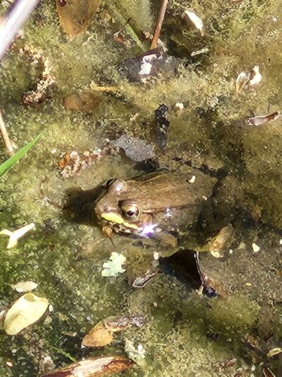 CHARLES BROWN PARK - Yorktown, VA
