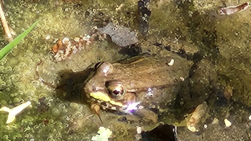 CHARLES BROWN PARK - Yorktown, VA