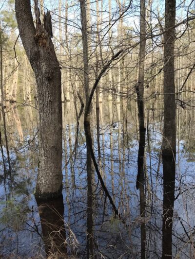 Grafton Ponds Natural Area Preserve - Yorktown, VA