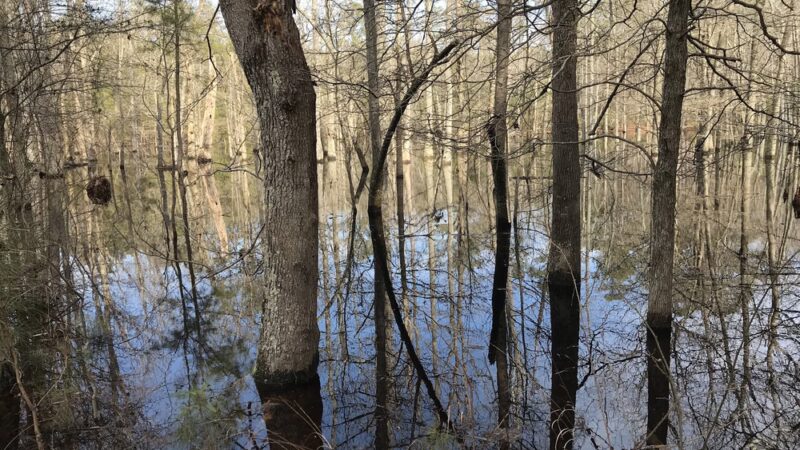 Grafton Ponds Natural Area Preserve - Yorktown, VA