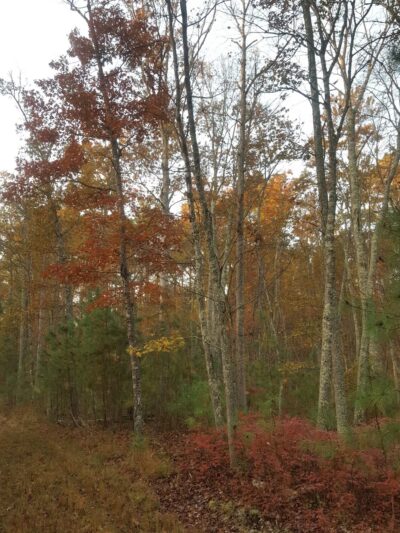 Grafton Ponds Natural Area Preserve - Yorktown, VA