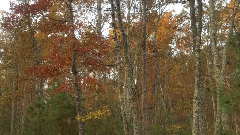 Grafton Ponds Natural Area Preserve - Yorktown, VA