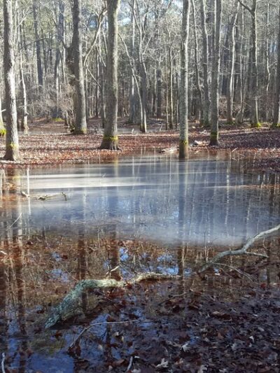 Grafton Ponds Natural Area Preserve - Yorktown, VA