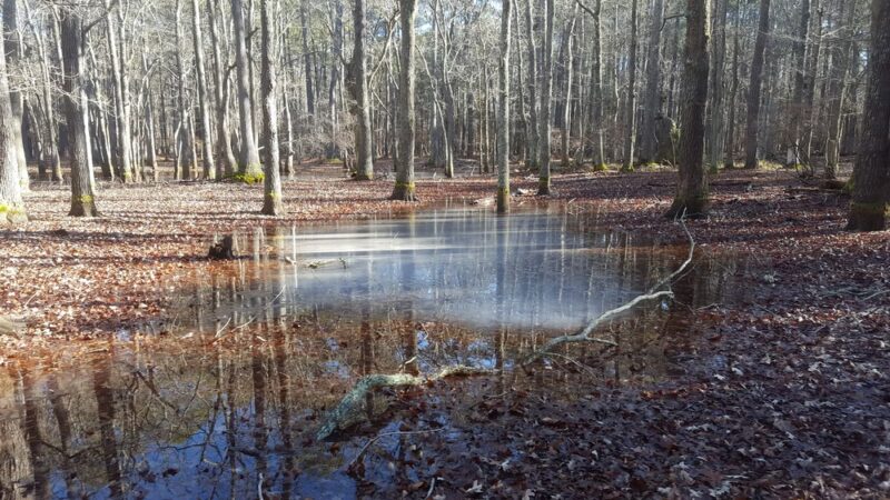 Grafton Ponds Natural Area Preserve - Yorktown, VA