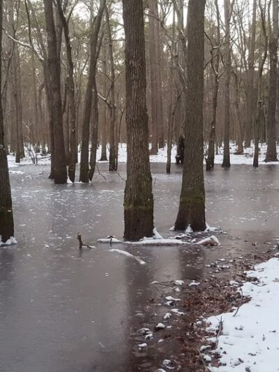 Grafton Ponds Natural Area Preserve - Yorktown, VA