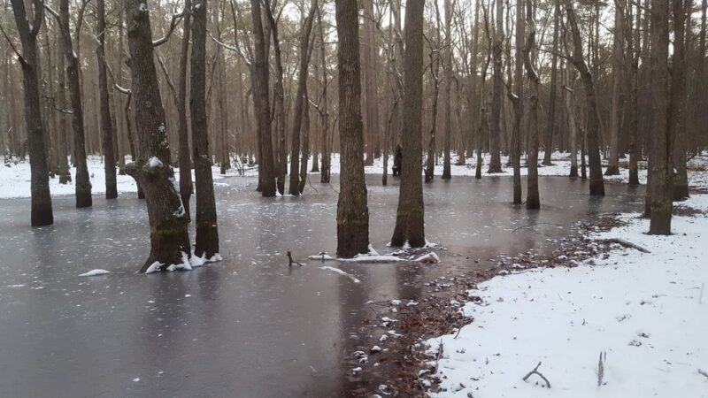Grafton Ponds Natural Area Preserve - Yorktown, VA