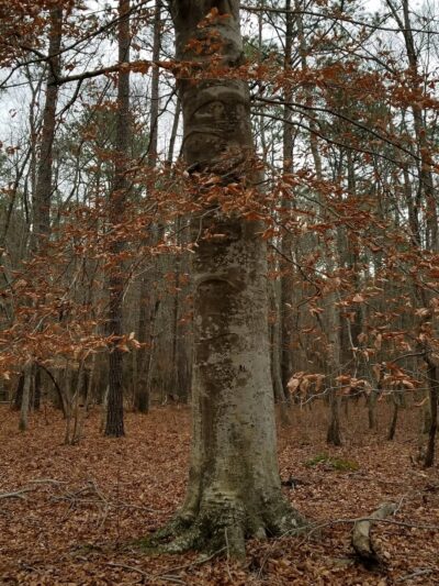 Grafton Ponds Natural Area Preserve - Yorktown, VA