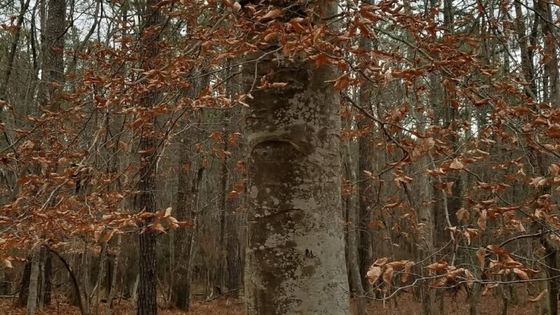 Grafton Ponds Natural Area Preserve - Yorktown, VA