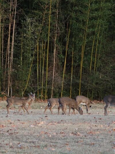 Yorktown Park - Yorktown, VA