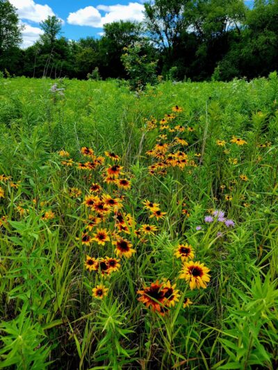 Fox River Bluffs Forest Preserve - Yorkville, IL