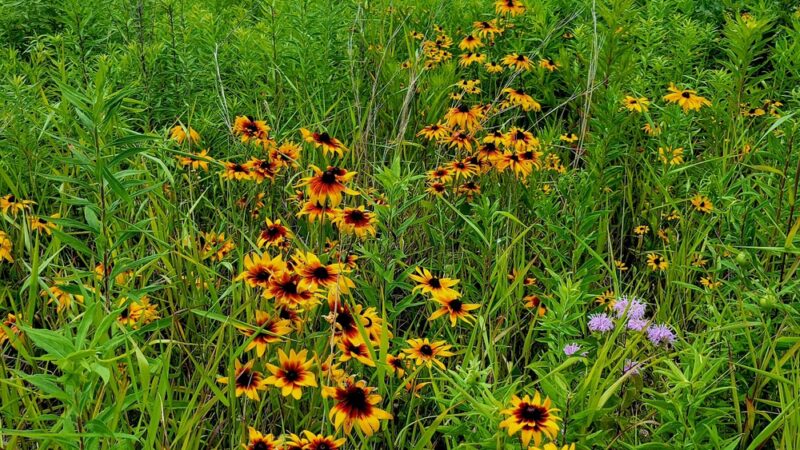 Fox River Bluffs Forest Preserve - Yorkville, IL