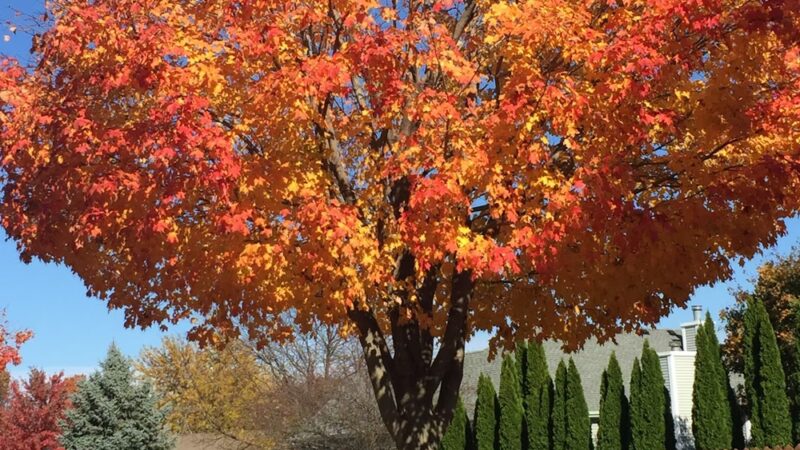 Hiding Spot Park - Yorkville, IL