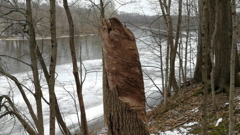 Hoover Forest Preserve - Yorkville, IL
